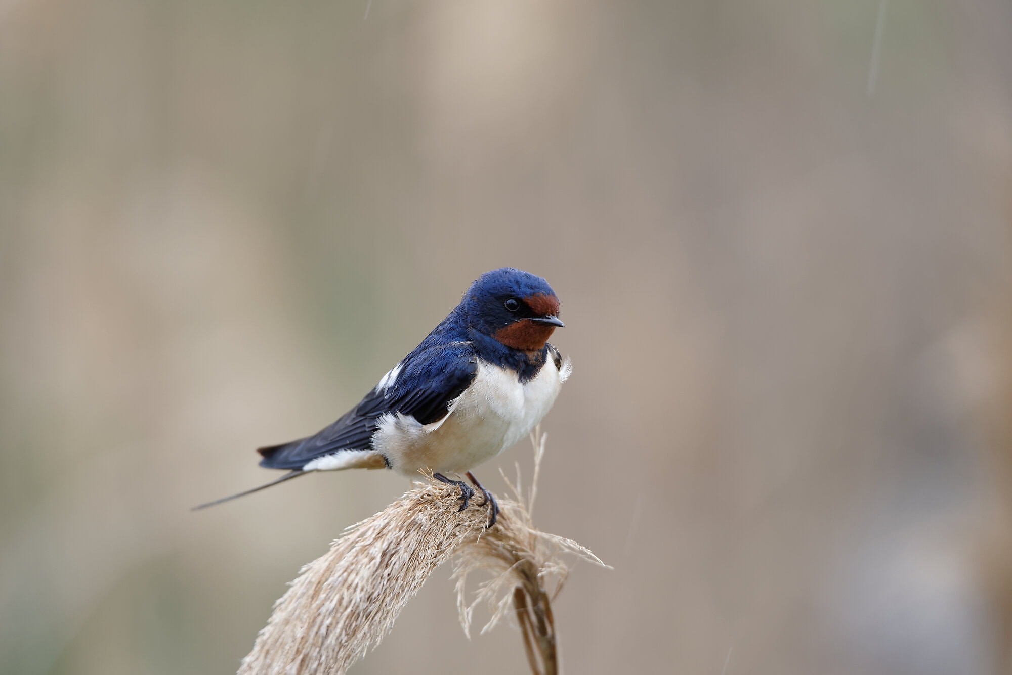 Hirondelle rustique sur une herbe